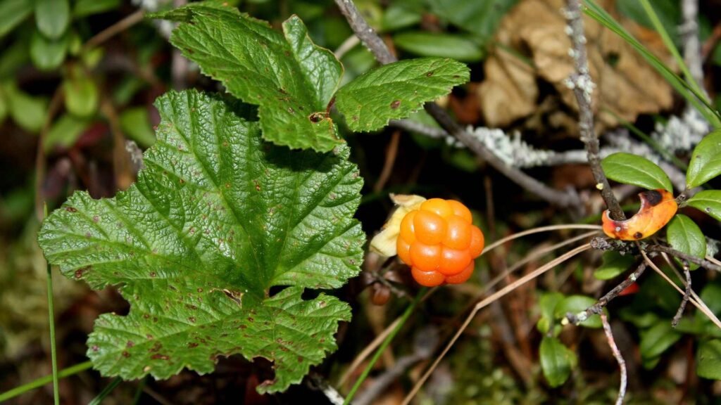 Cloudberries